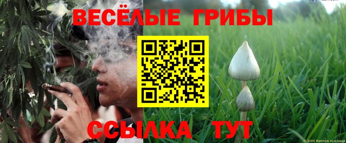 Псилоцибиновые грибы Psilocybe Карабулак